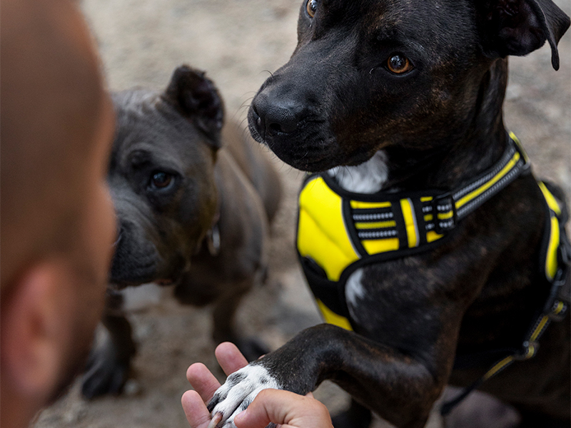 Permiso de Animales Potencialmente Peligrosos Permiso de Animales Potencialmente Peligrosos